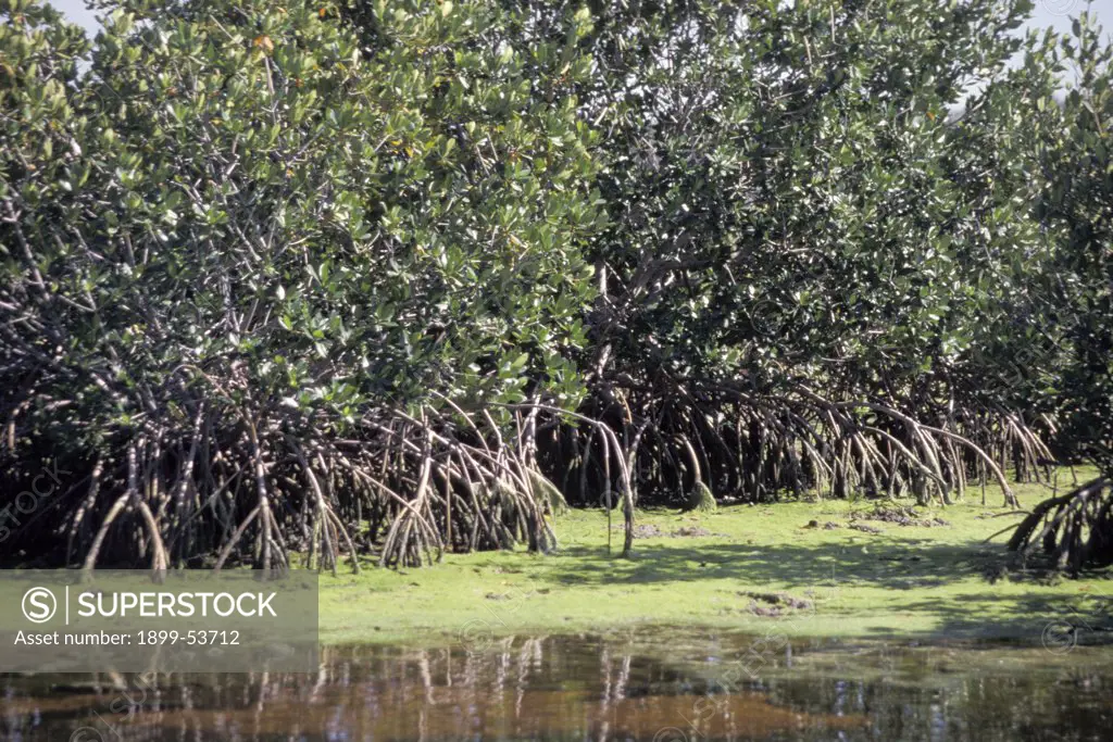 Florida. Ding Darling Wildlife Reserve. Sanibel Island. Mangrove Forest