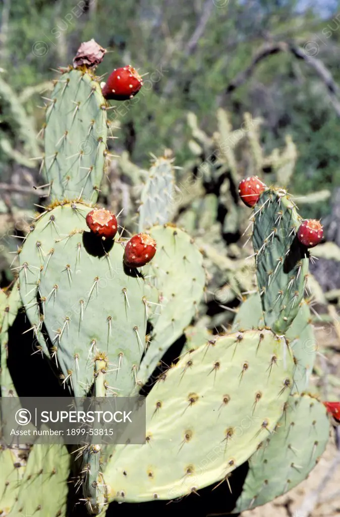 Arizona. Organ Pipe Cactus National Monument. Prickly Pear Cactus Blooming. Opuntia (Cactaceae)