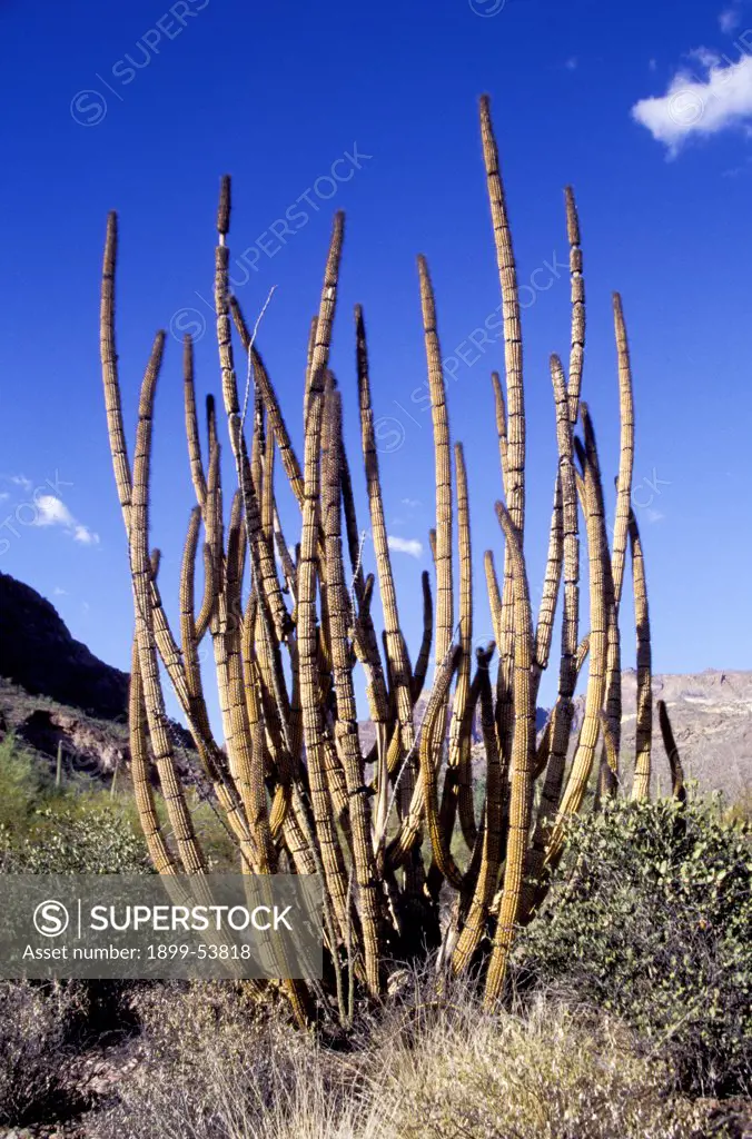 Arizona. Organ Pipe Cactus National Monument. Dead Organ Pipe Cactus. (Stenocereus Thurberi)