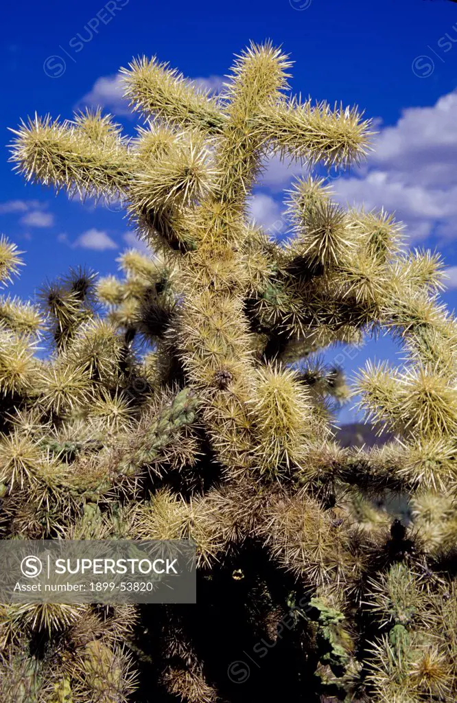 Arizona. Organ Pipe Cactus National Monument. Teddybear Cholla Cactus. (Optunia Bigelovii)