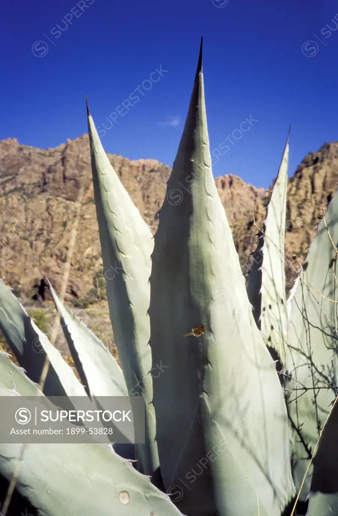 Texas. Big Bend National Park. Agave Cactus Close-Up In The Chisos Mountains.