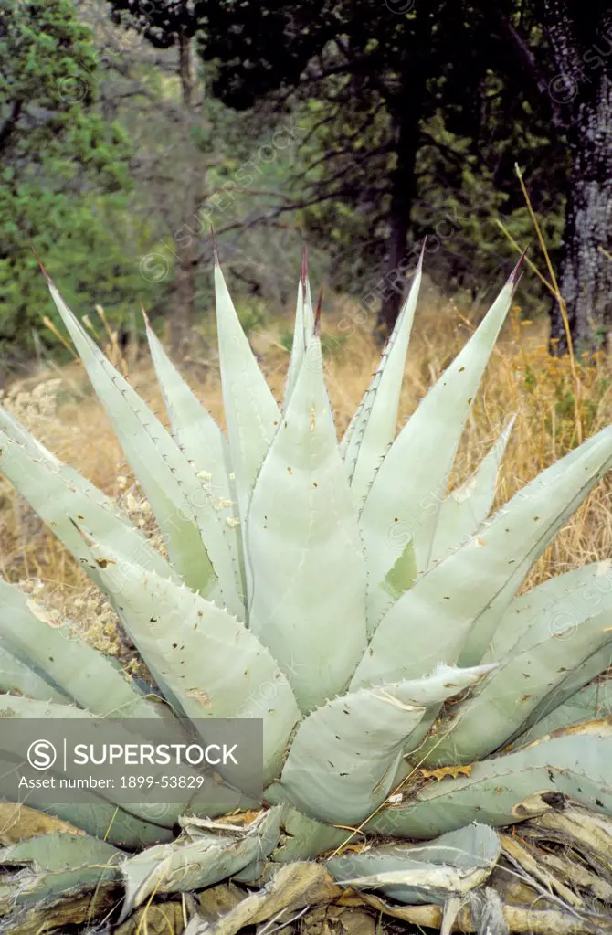 Texas. Big Bend National Park. Agave Cactus In The Chisos Mountains.