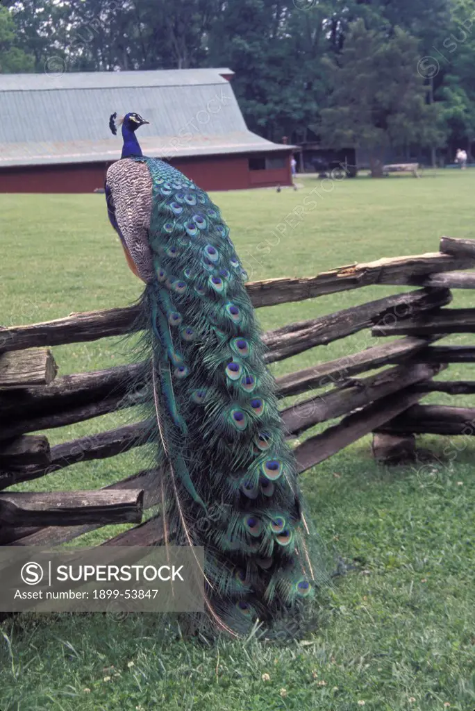 Tennessee. Norris. Museum Of Appalachia. Peacock On Fence.
