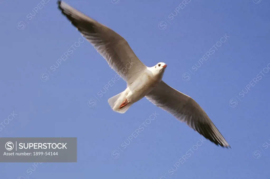 India. Seagull Against Blue Sky.