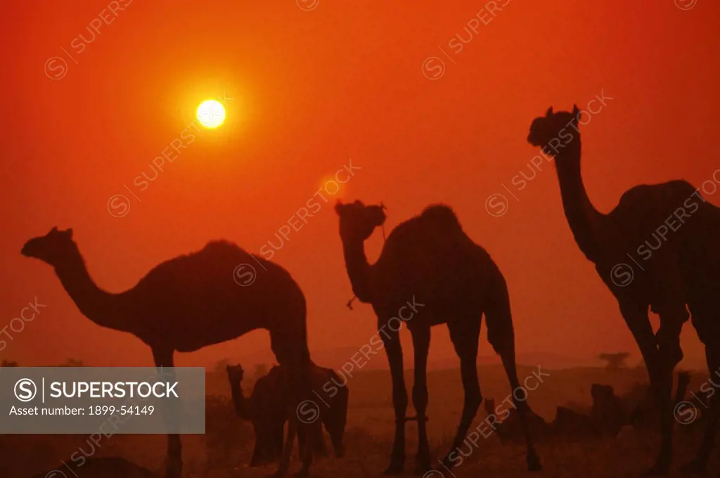 India, Rajasthan, Pushkar. Camels At Sunset.
