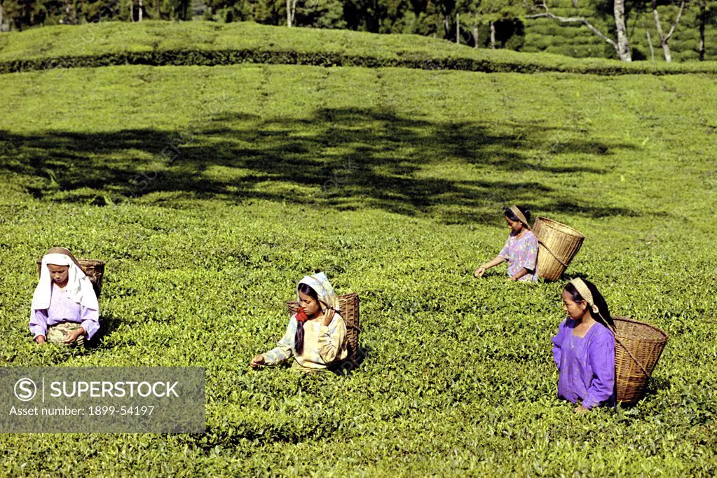 India, West Bengal, Darjeeling. Tea Garden Workers
