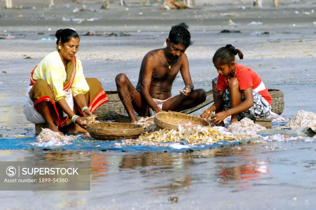 Family Sorting Different Varieties Of Fish For Sale In Local Market At Uttan Beach, Near Bombay Now Mumbai, Maharashtra, India