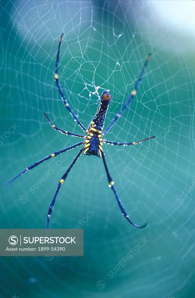 Giant Wood Spider, Yewoor, Thane, Maharashtra, India.