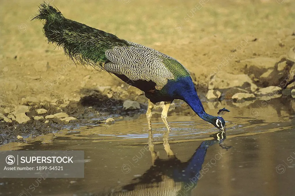 Peacock (Pavo Cristatus) Drinking Water, Sariska Wildlife Sanctuary, Rajasthan, India