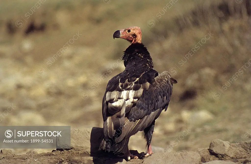 Red-Headed Vulture (Sarcogyps Calvus), Sariska National Park, Rajasthan, India