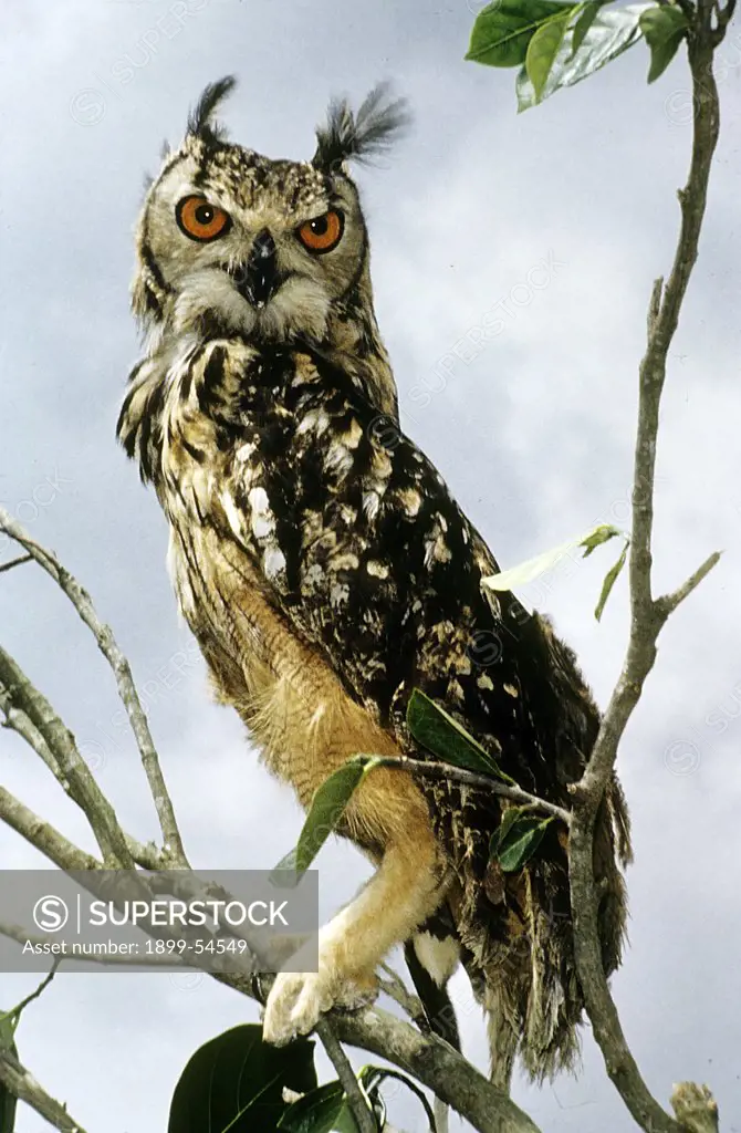 Euroasian Eagle Owl (Bubo Bubo), Bangalore, India.