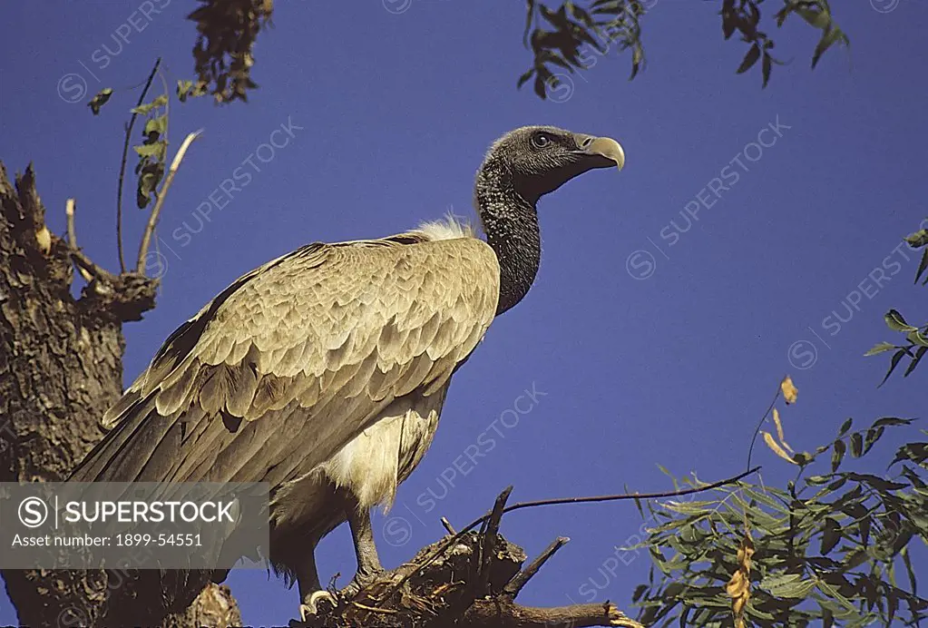 Long Billed Vulture (Gyps Indicus) , Sariska Wildlife Sanctuary, Rajasthan, India