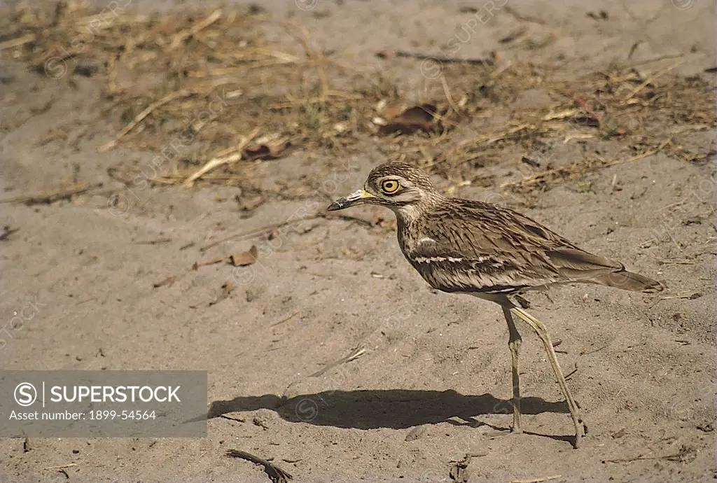 Stone Curlew (Burhinus Oedicnemus), Ranthambore Wildlife Sanctuary, Rajasthan, India.