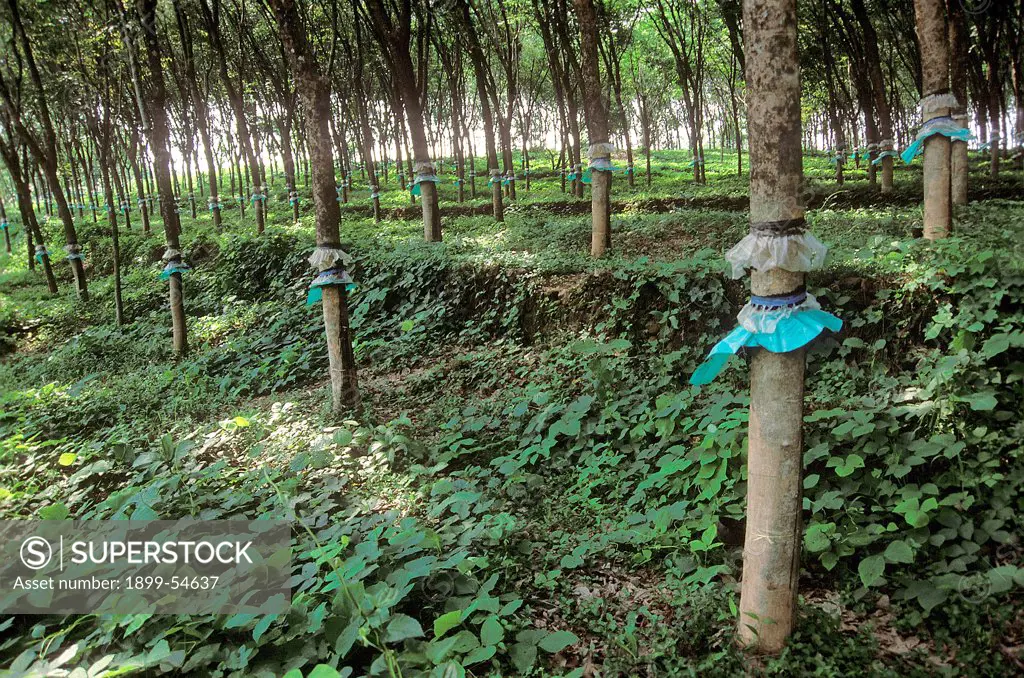 Rubber Tree Plantation, Kerala, India