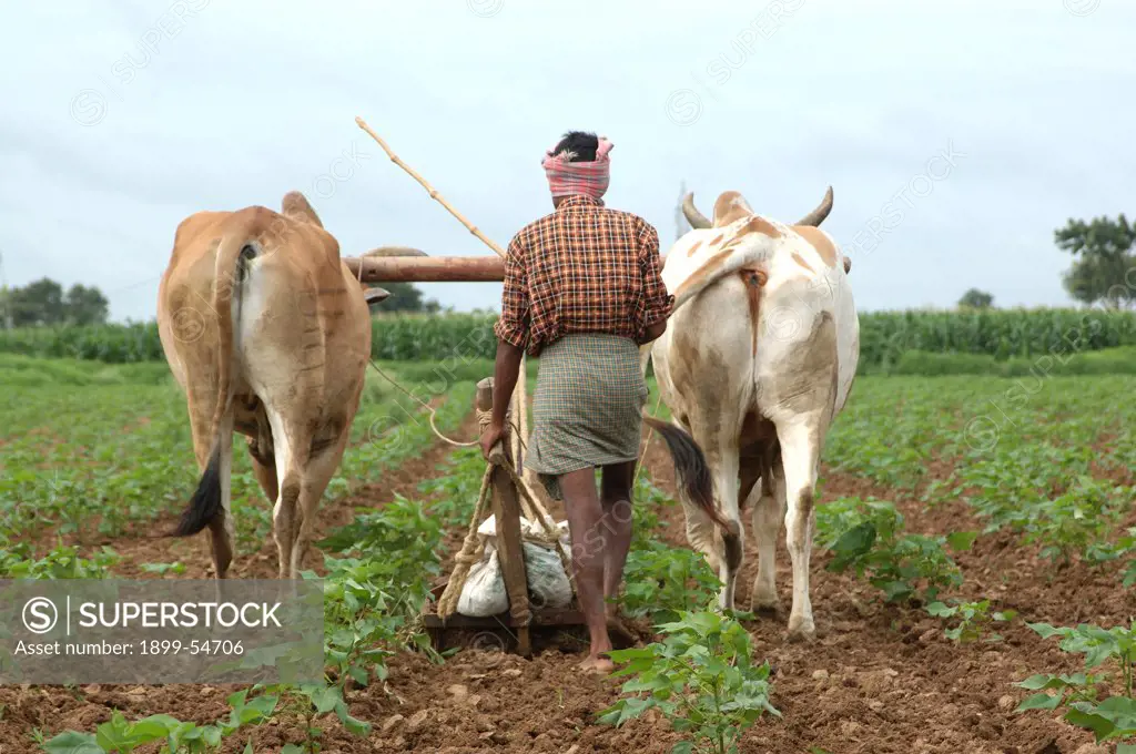 Conventional Way Of Farming, Farmer Loosening Soil, Weeding, With The Help Of Oxes And Wooden Plough In The Cotton Field, In The Remote Village In Andhra Pradesh, India