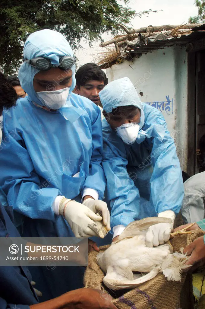 Government Health Workers Go House To House To Cull Infected Chickens In The Backyard Of The Villager'S Houses At Hingona Village In Jalgaon District As Bird Flu Is Detected In Maharashtra, India