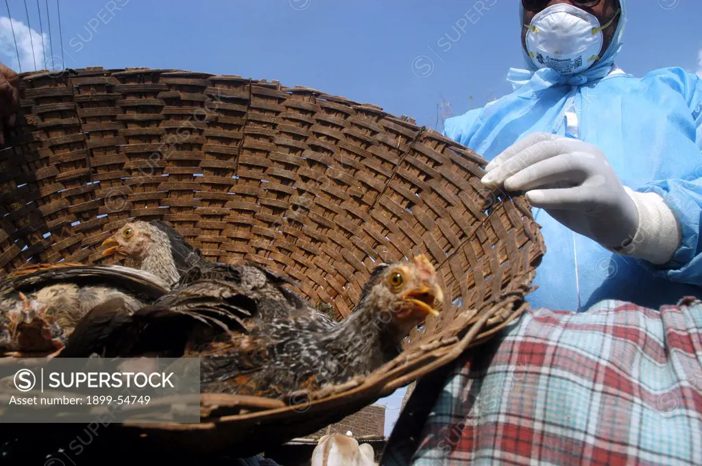 Government Health Workers Go House To House To Cull Infected Chickens In The Backyard Of The Villager'S Houses At Hingona Village In Jalgaon District As Bird Flu Is Detected In Maharashtra, India