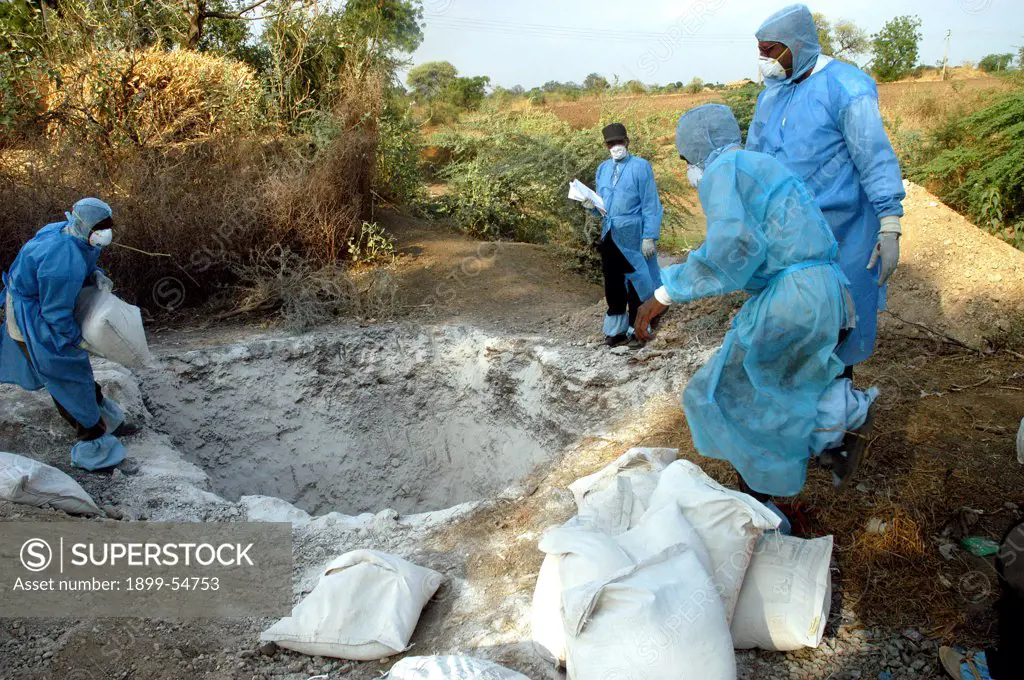 Health Workers Fill The Pit With Lime Powder To Bury Infected Chickens Collected In The Backyard Of The Houses As Bird Flu Is Detected At Hingona Village In Jalgaon District, Maharashtra, India