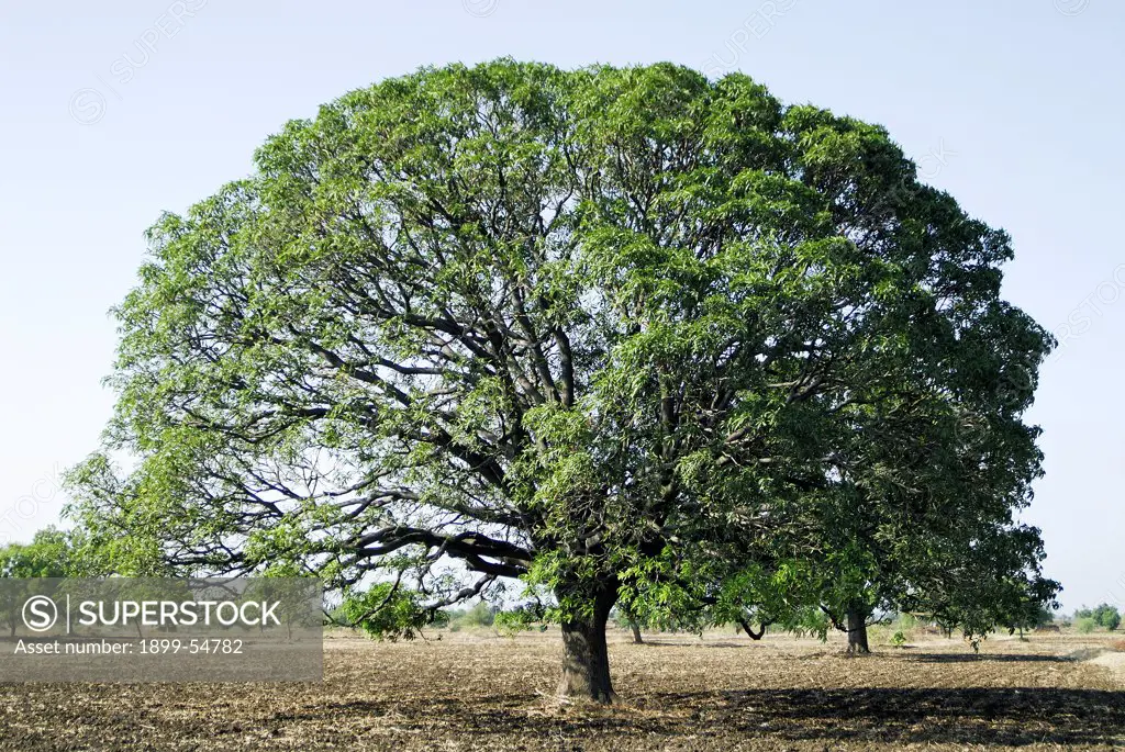Mango Tree In Parbhani District At Beed, Maharashtra, India