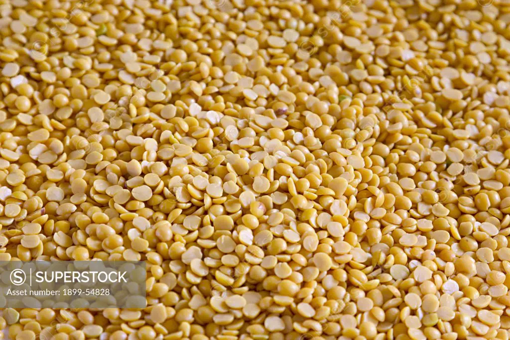 Lentils, Toor, Arhar Dal.Yellow Lentils, Lens Culinaris, India