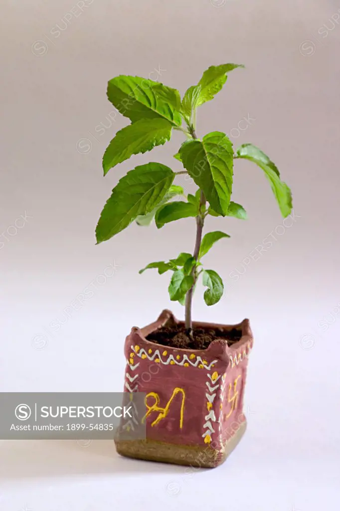 Wild Plant, Tulsi, Holy Basil Plant, Plant Of Devotion And Love, Ocimum Sanctum , India