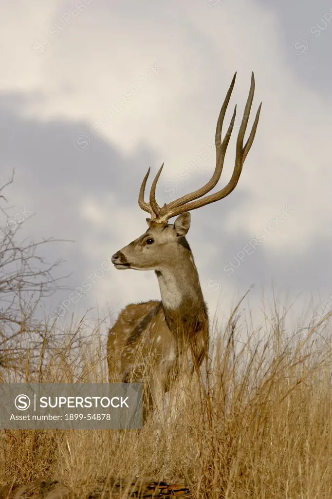 Male Chital Or Spotted Deer Axis Axis, Ranthambore National Park, Rajasthan, India
