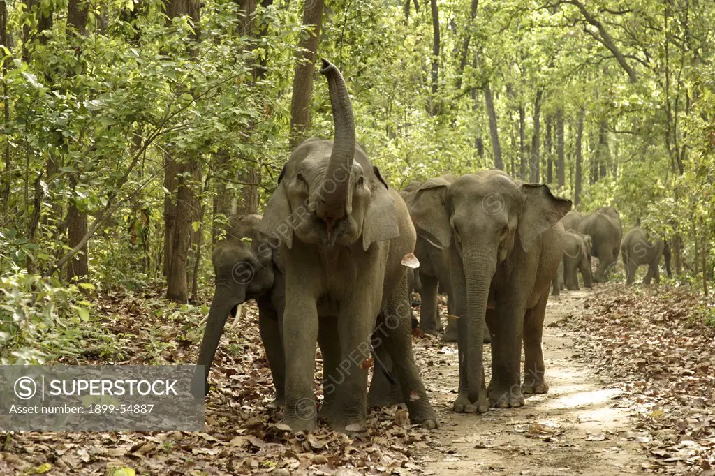 Herd Of Asiatic Elephant Elephas Maximus One Of Them Shouting, Corbett Tiger Reserve, Uttaranchal, India