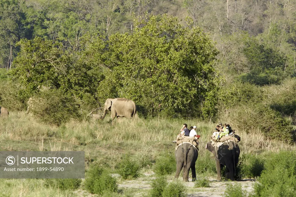 Tourists On Elephant Safari In Corbett Tiger Reserve, Uttaranchal, India