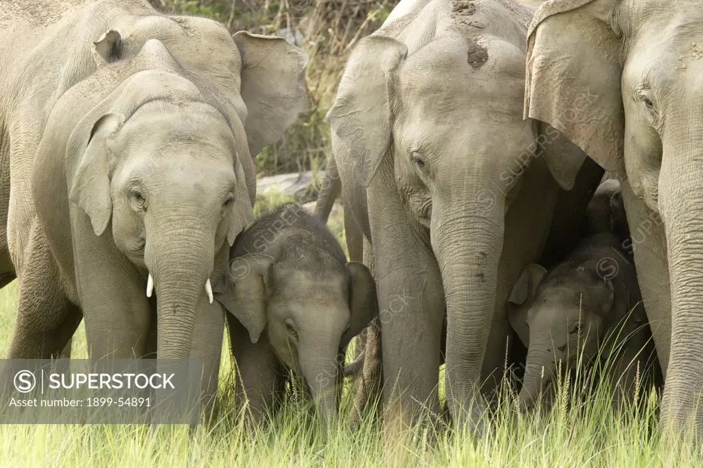 Herd Of Asiatic Elephant Elephas Maximus With Young Calf, Corbett Tiger Reserve, Uttaranchal, India