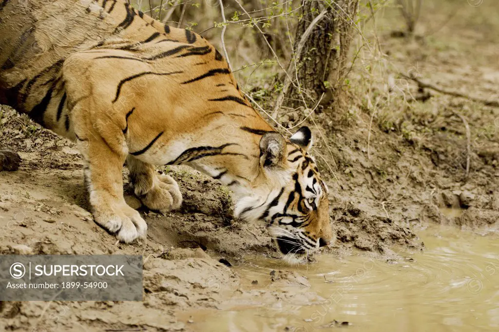 Tiger Panthera Tigris Drinking Water, Ranthambore National Park, Rajasthan, India