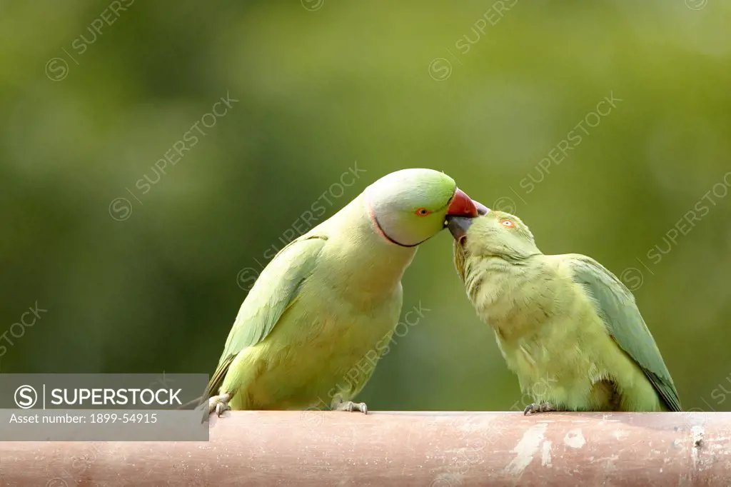 Mating Ritual Of Rose-Ringed Parakeets Psittacula Krameri, Ranthambore Tiger Reserve National Park, Rajasthan, India