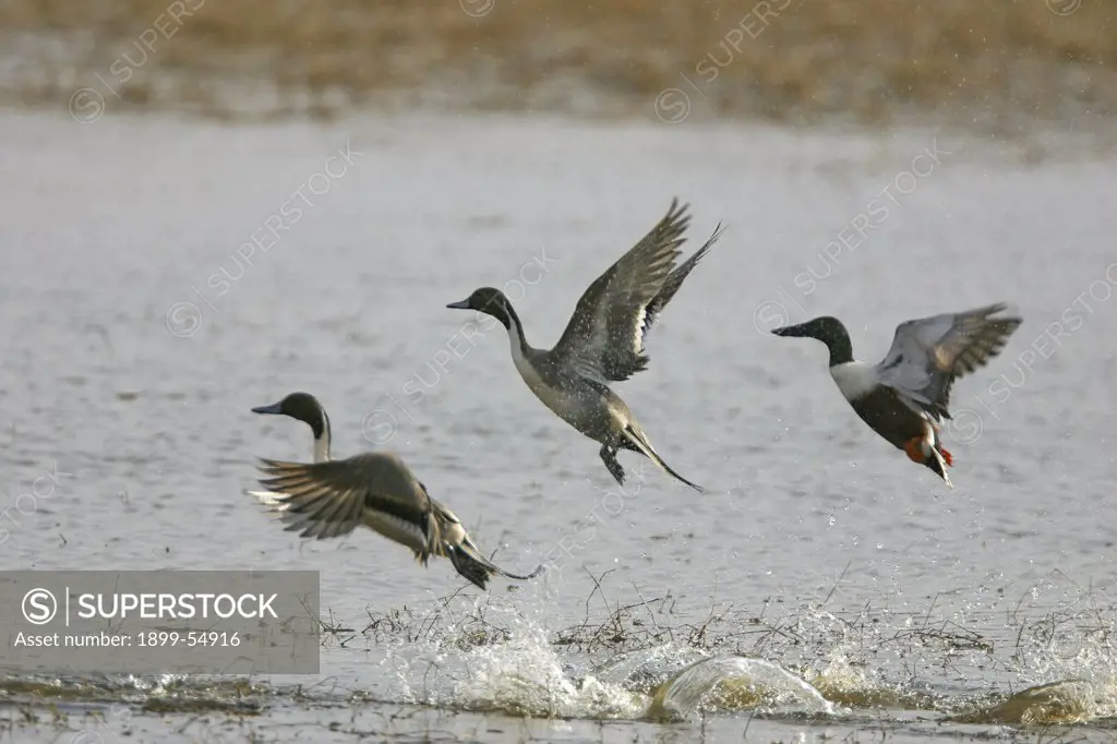 Northern Shoveller Anas Clypeata And Pintail Ducks Anas Acuta Taking Off Over Water, Ranthambore Tiger Reserve National Park, Rajasthan, India