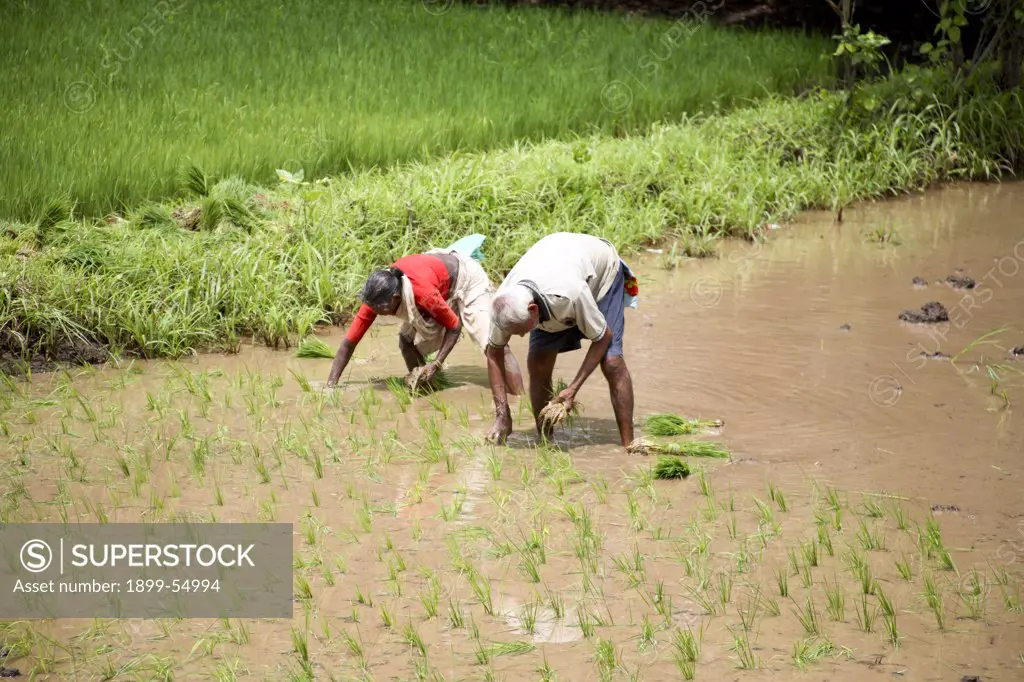 Farmers Replanting Rice In Field, Konkan, Maharashtra, India