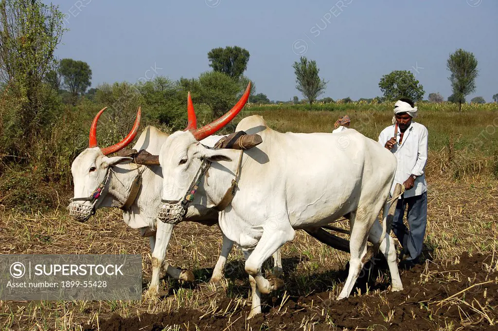 Farmer With His White Bulls At Salunkwadi Ambajogai At Maharashtra, India