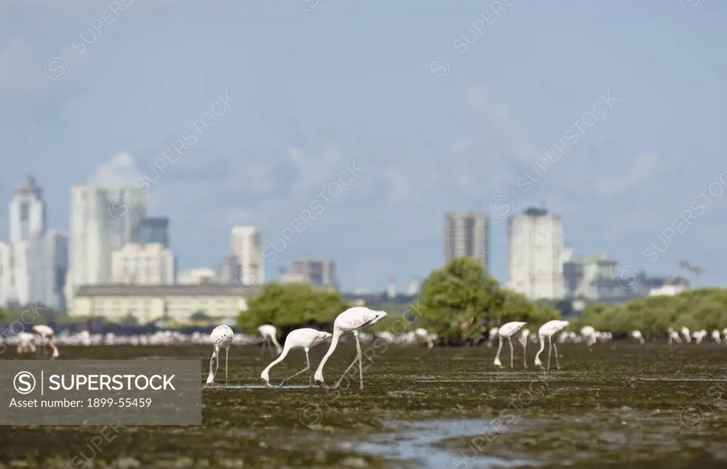 Flamingos In Siwri Creek Feeding, Bombay. Mumbai, Maharashtra, India