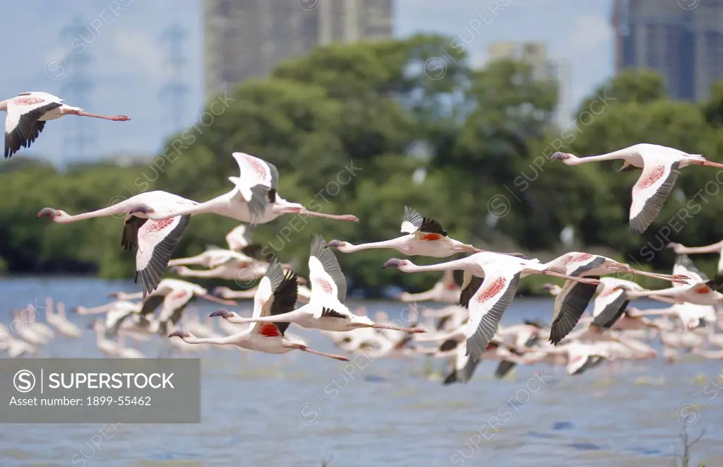 Flamingos Over Siwri Creek, Bombay. Mumbai, Maharashtra, India