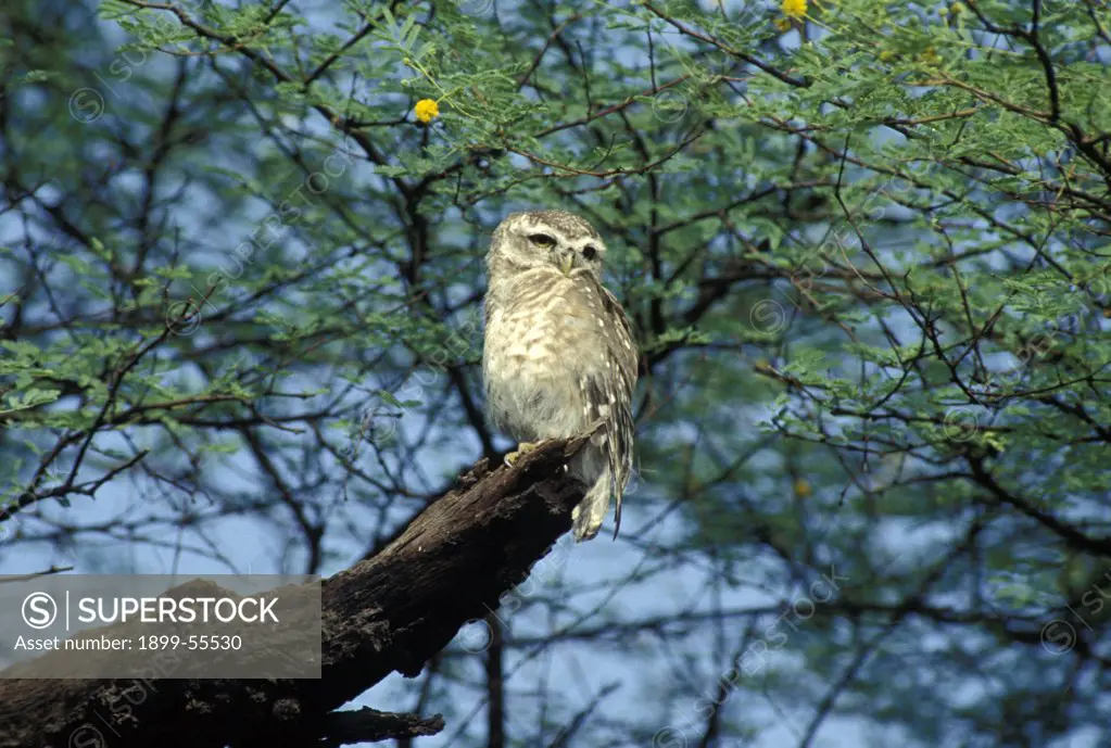 India, Bharatpur. Spotted Owl (Athena Brama)