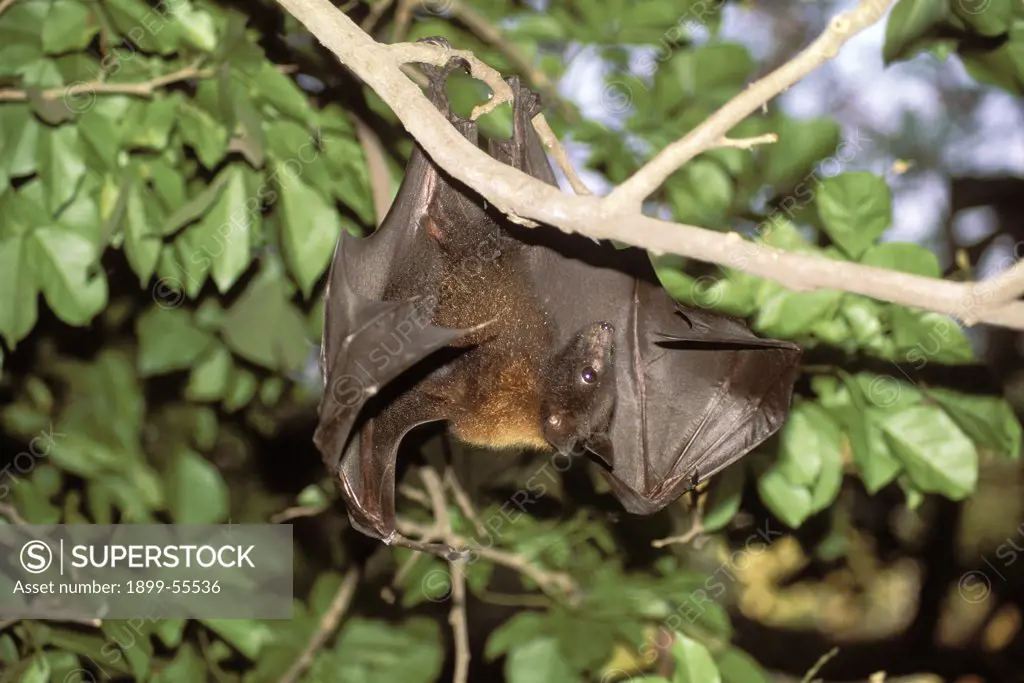 Flying Fox (Pteropus), The Largest Bat Species