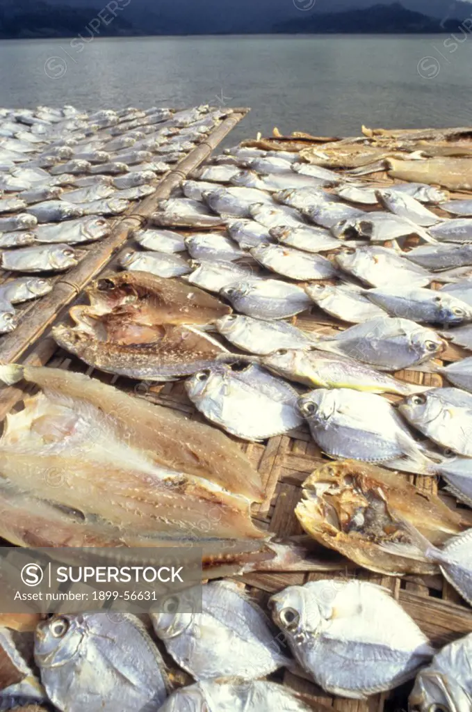 Philippines. Fish Drying In The Sun