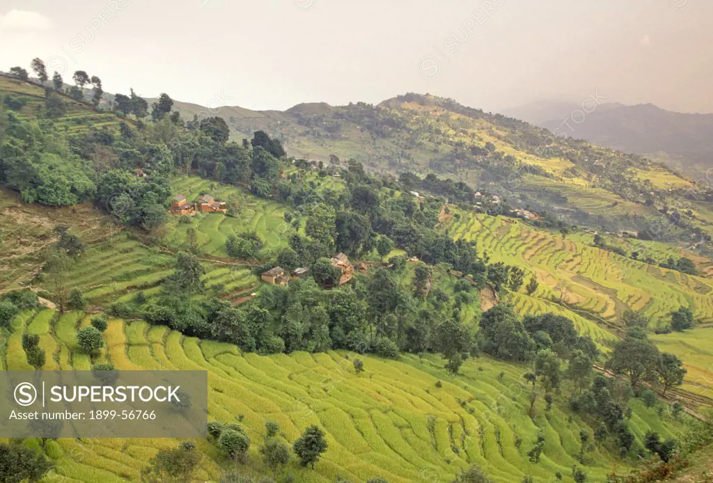 Nepal- Terraced Rice Fields In The Annapurna Region