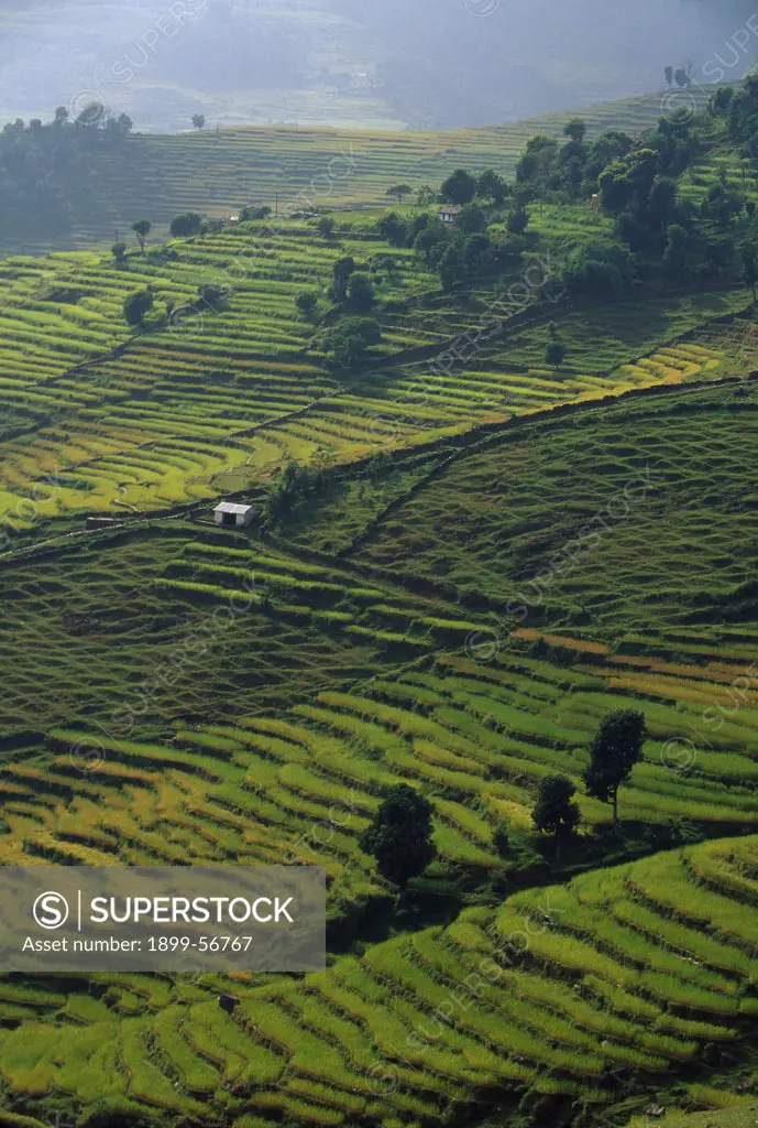 Nepal. Terraced Rice Fields In The Annapurna Region