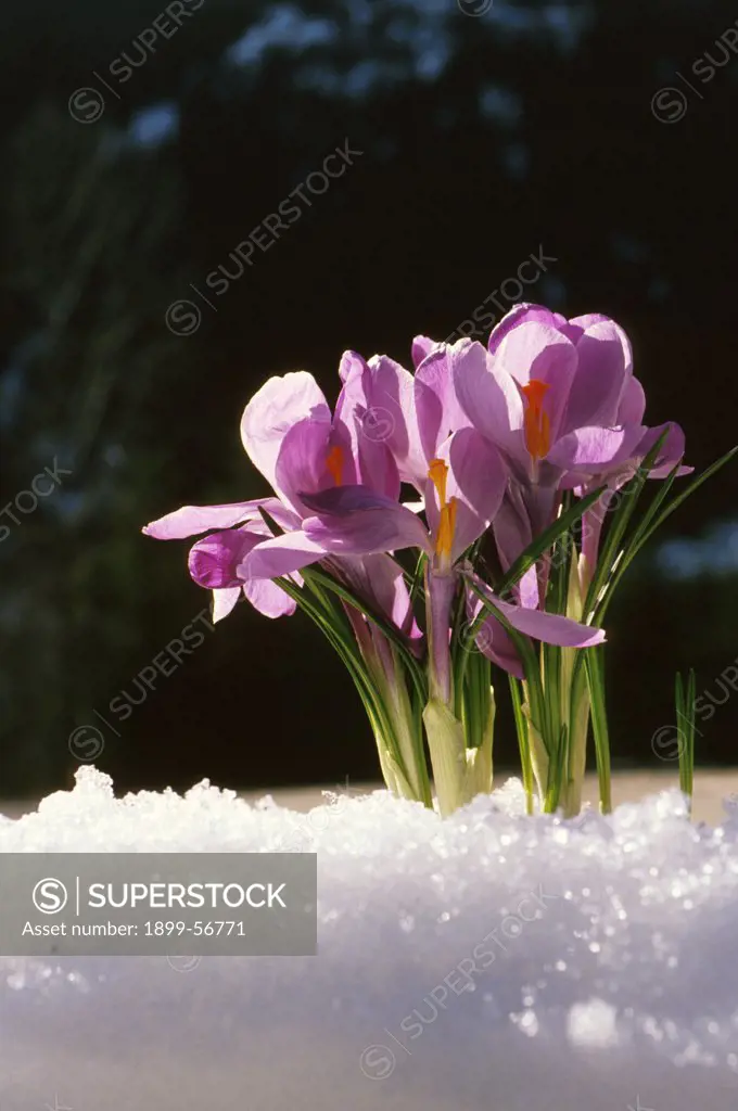 Crocus Flowers In The Winter