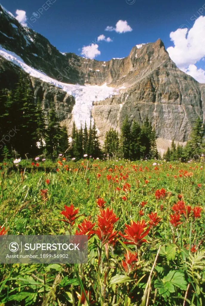 Canada, Alberta, Jasper National Park. Angel Glacier And Alpine Meadow
