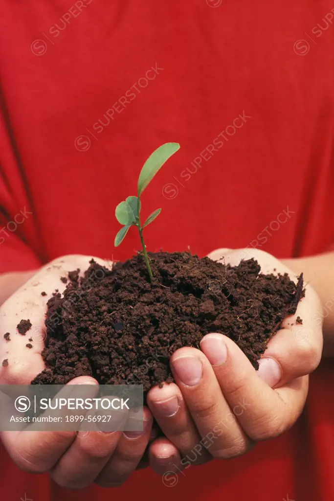 Hands Holding A Sprouting Plant