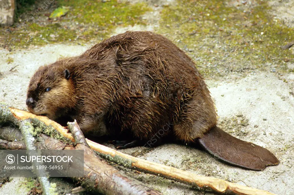 Beaver Gnawing At Wood Log
