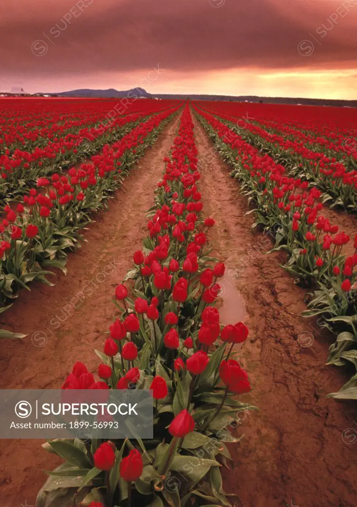 Rows Of Hot Pink Tulips In Field