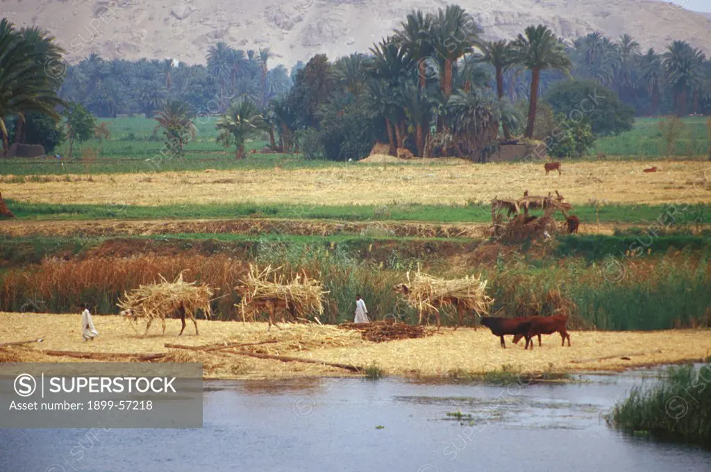 Egypt. Farming Along The Nile.