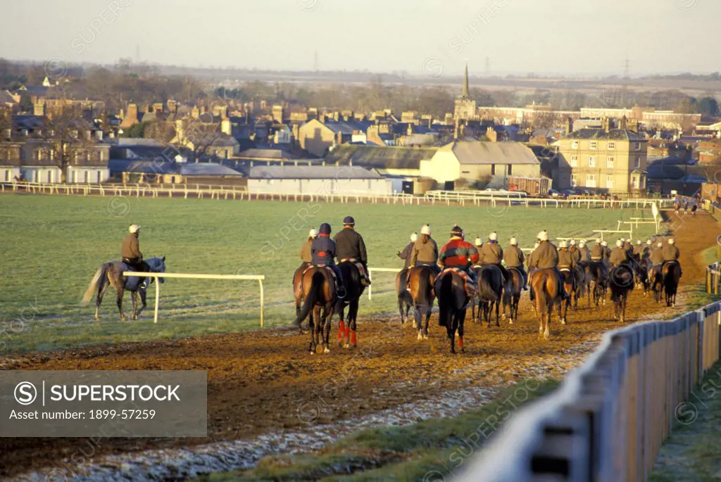 England. Newmarket. Horses At The Gallops.