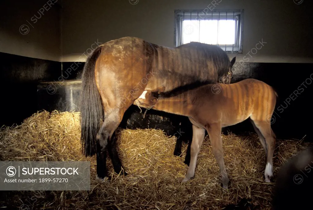 England. Newmarket. Foal Nursing.