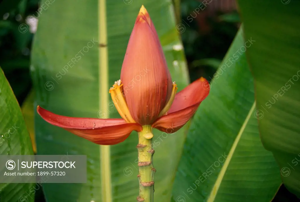 Jamaica. Banana Flower.